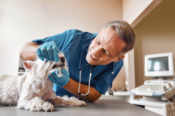  Florham Park, NJ Emergency Dentist Pros